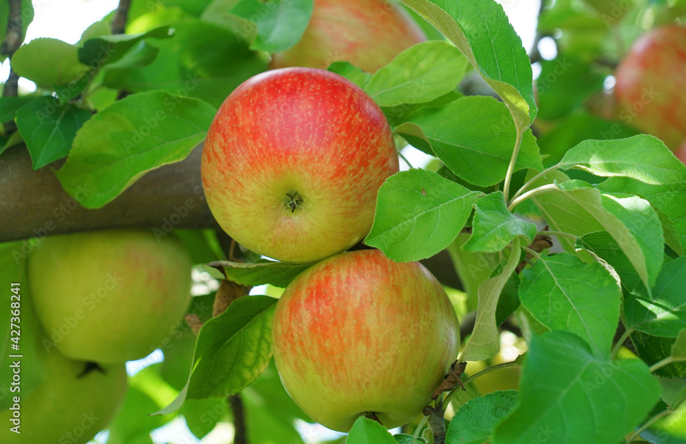 apples on the tree in harvest season apples on the tree in harvest season