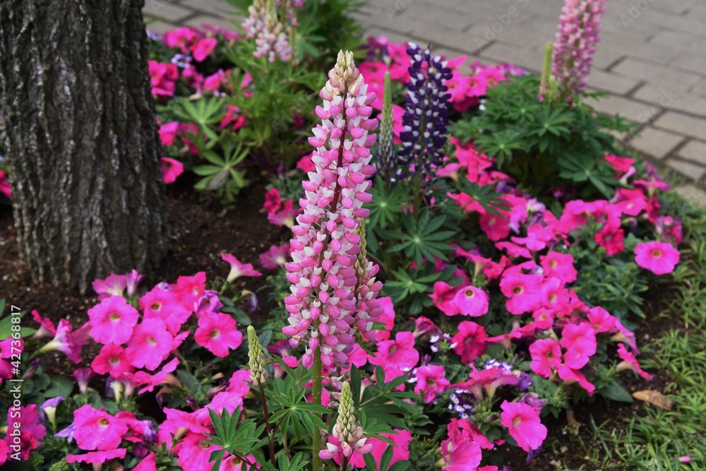 Lupine of group planting in the park.