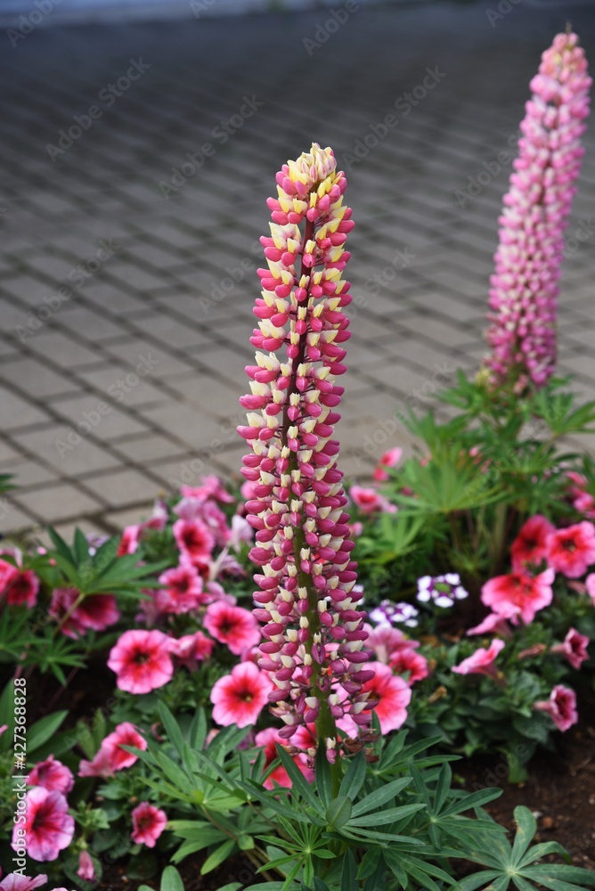 Obraz premium Lupine of group planting in the park.