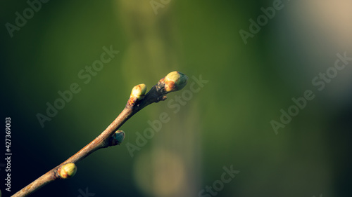 bud of a willow © Marcin