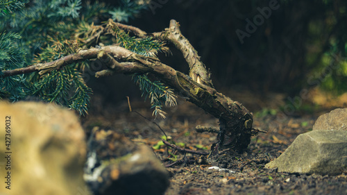 stump © Marcin