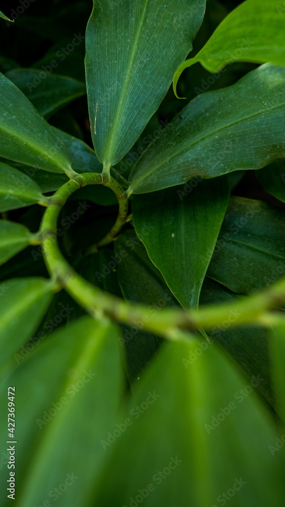 Fototapeta premium Tropical plant with branch and leaves on a circular pattern