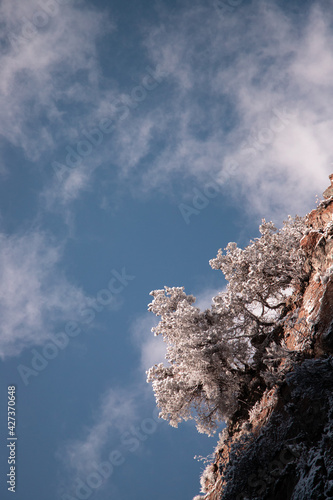 snow covered tree on a cliff