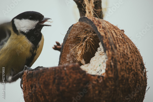 bird on a branch photo