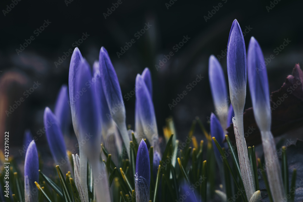 spring crocus flowers - obrazy, fototapety, plakaty 