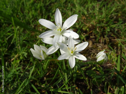 White flowers (Ornithogalum umbellatum, the garden star-of-Bethlehem, grass lily, nap-at-noon, eleven-o'clock lady) with soft background