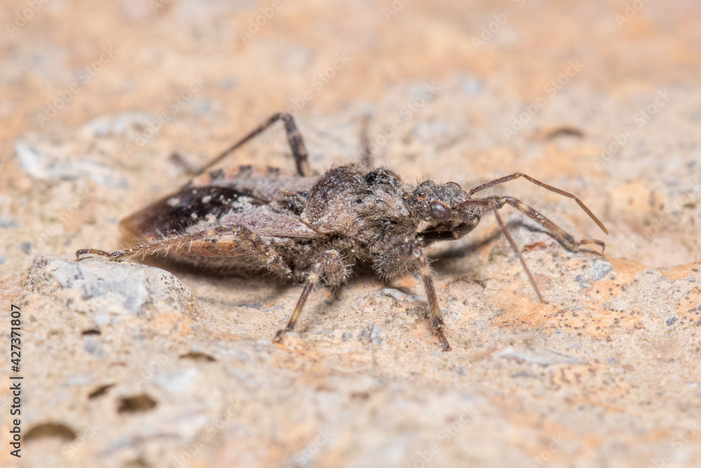 Coranus griseus walking on a rock on a sunny day. High quality photo Coranus griseus walking on a rock on a sunny day. High quality photo