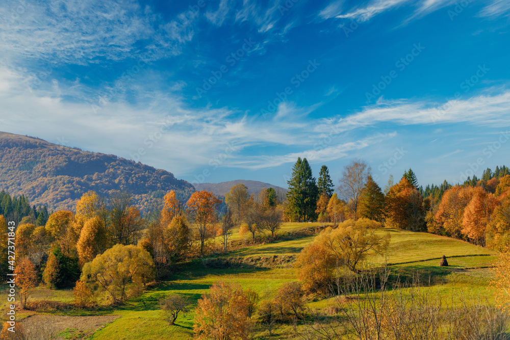 Autumn scenery with yellow trees on a hills under blue sky with clouds. Autumn at Carpathian mountains.