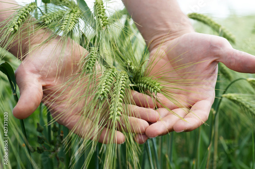 Farmers hands touches the grain rye plants on field farming agriculture corn