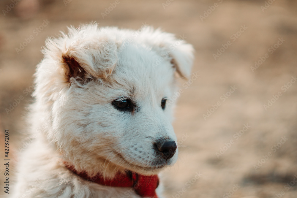 Closeup headshot of a cute puppy with white fur looking sideways