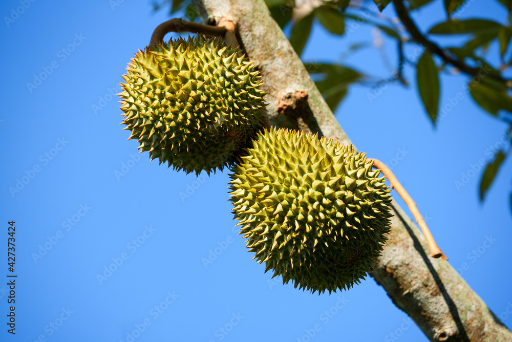 Durian fruits on durian tree and blue sky background Durian fruits on durian tree and blue sky background