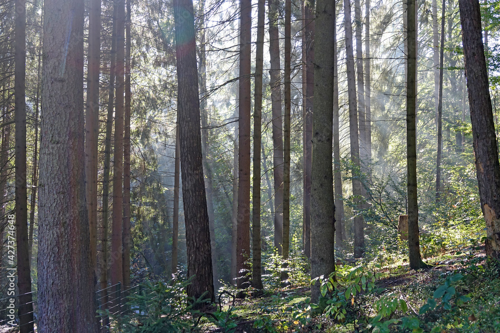 Obraz premium Nadelwald, morgens