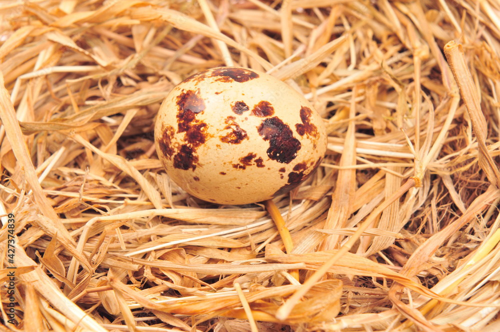 Quail eggs on a white background Quail eggs on a white background