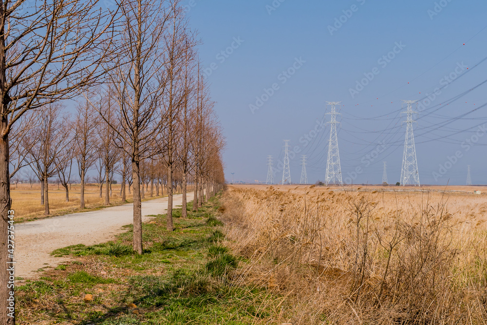 Hiking trail between rows of leafless trees