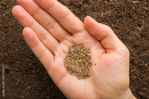 Pile of dry dill seeds on young adult woman palm on fresh dark soil background. Closeup. Preparation for garden season in early spring. Top down view.