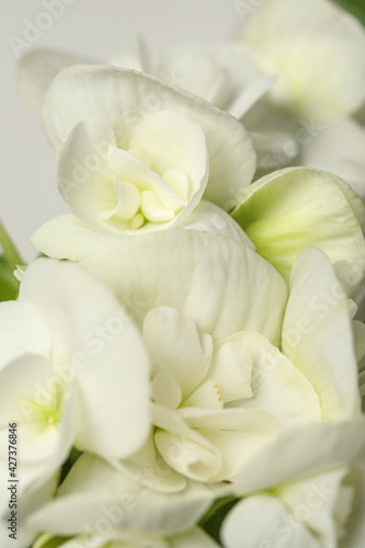 Beautiful white geranium flowers as background, closeup