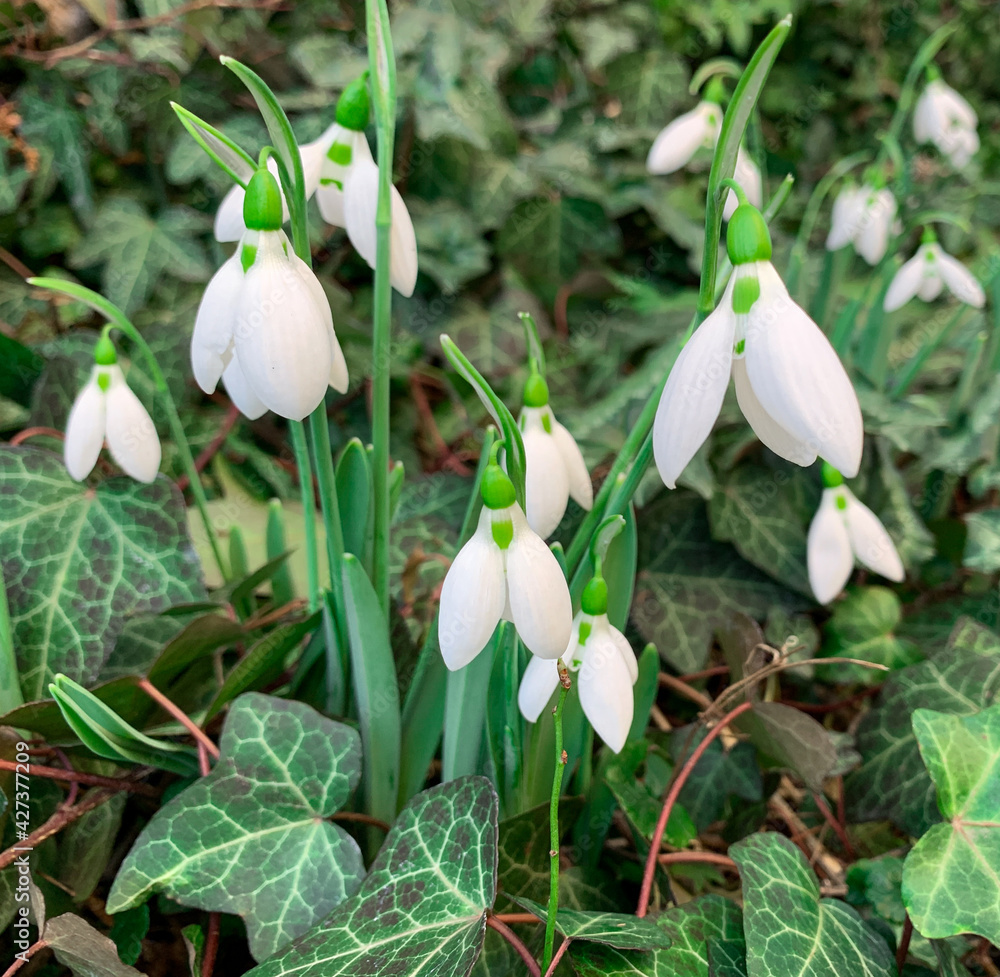 Bunch of beautiful white Snowdrops. The first spring flowers in the garden. Bunch of beautiful white Snowdrops. The first spring flowers in the garden.