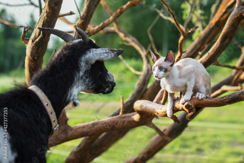 Cornish rex kitten sitting on the tree next to little Nigerian pygmy goat photo