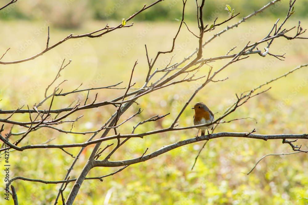 Obraz premium robin enjoying the spring sun
