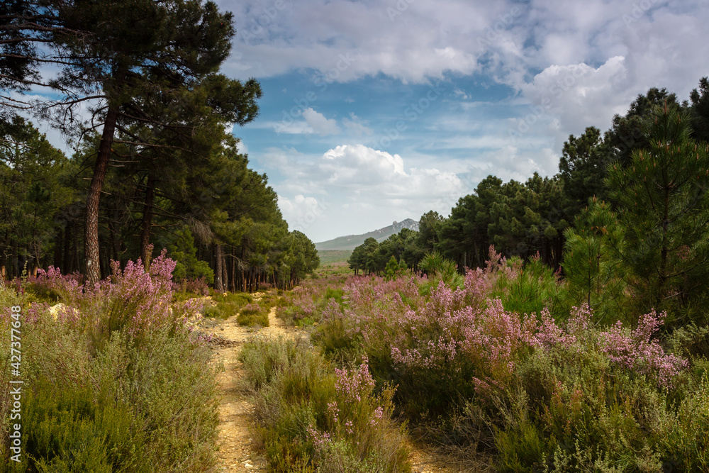 Landscape with path, blond heather in bloom and Pinar de Tabuyo del Monte in spring, León, Spain.