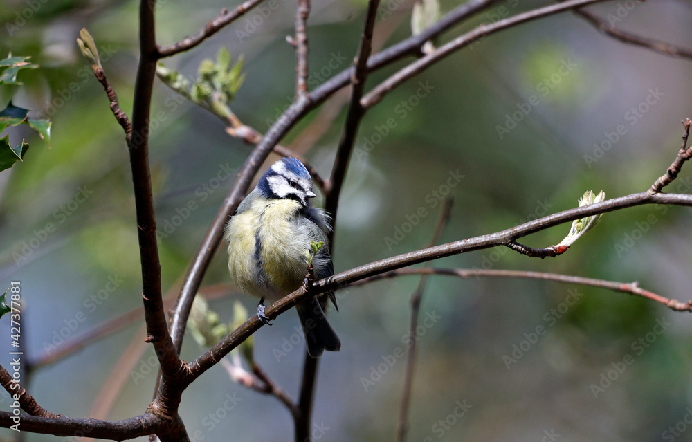 Fototapeta premium Blue tit fluffed up to keep warm perched on a tree