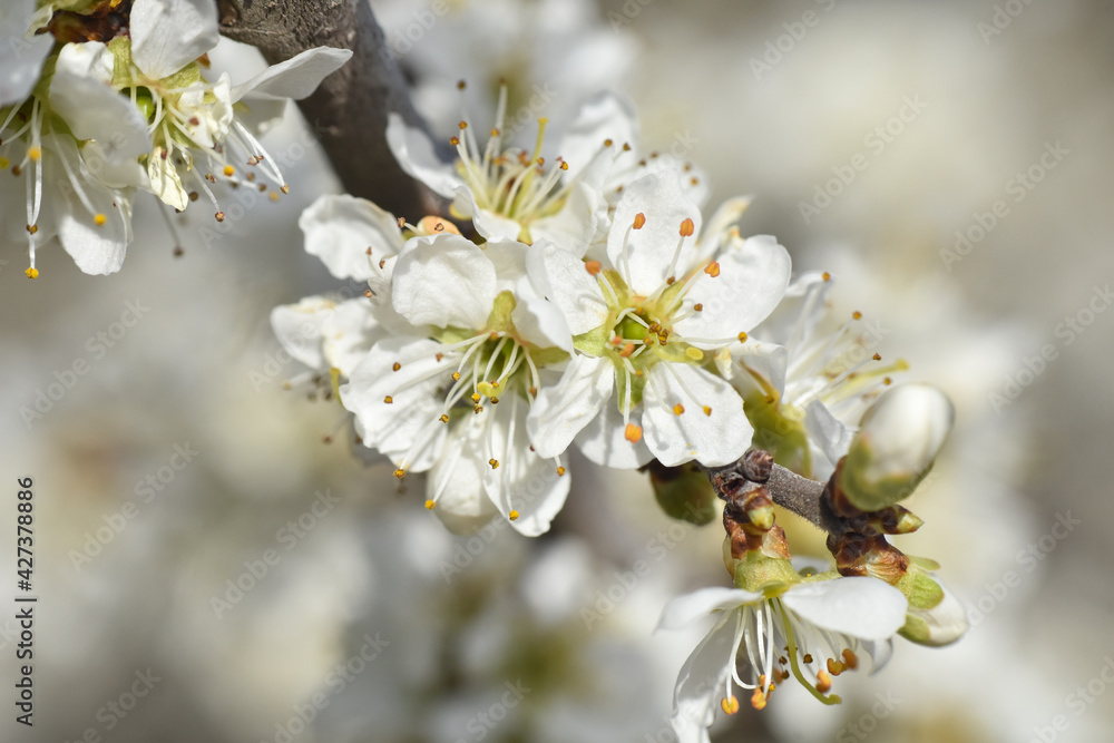 Spring Background, flowers of plum blossoms. Blooming plum tree in springtime in orchard