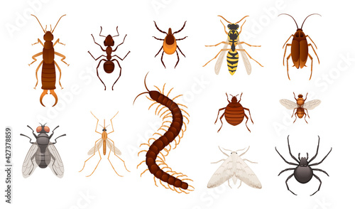 Set of various insects dangerous and harmful to humans vector illustration on white background