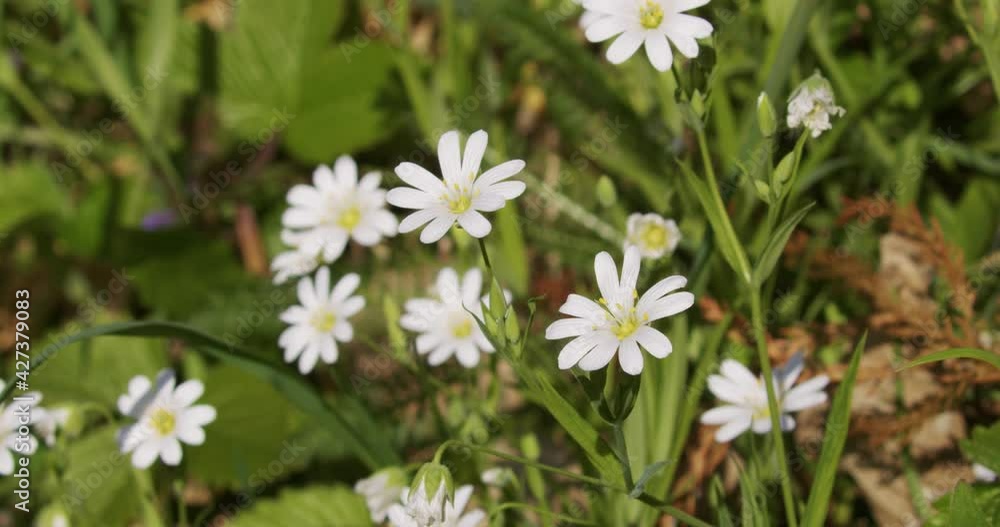 Rabelera holostea, known as greater stitchwort Rabelera holostea, known as greater stitchwort