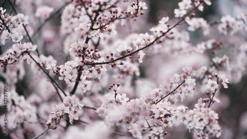 Fototapeta Naklejka Na Ścianę i Meble -  The beautiful white flowers blooming on the trees in spring
