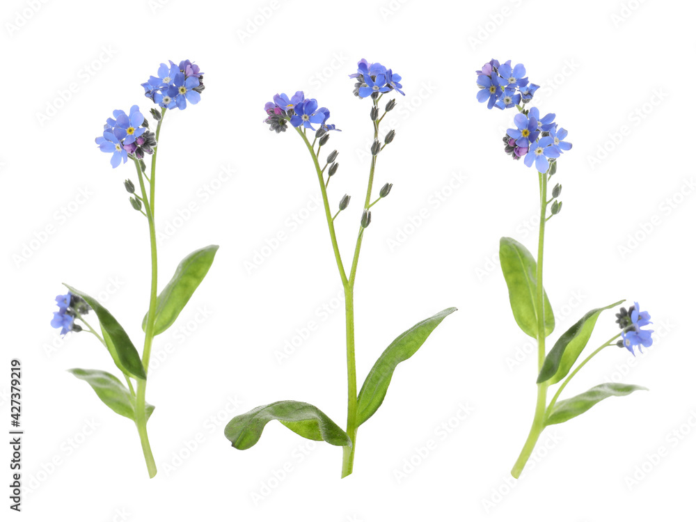 Set with beautiful tender forget me not flowers on white background Set with beautiful tender forget me not flowers on white background