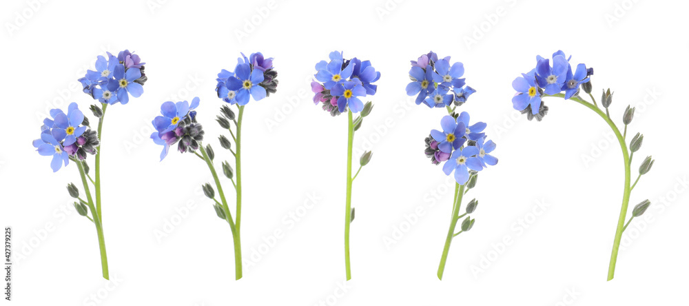Obraz premium Set with beautiful tender forget me not flowers on white background. Banner design