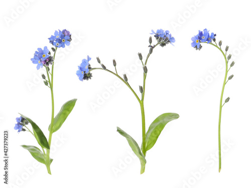 Set with beautiful tender forget me not flowers on white background