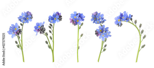Set with beautiful tender forget me not flowers on white background. Banner design