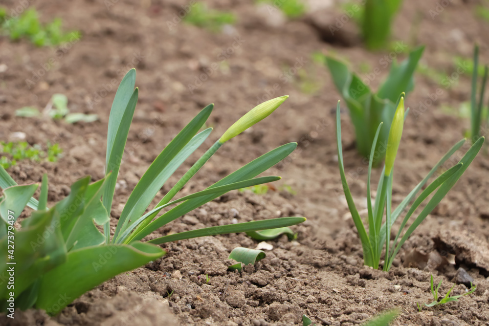 Daffodil plants growing in garden. Spring flowers Daffodil plants growing in garden. Spring flowers