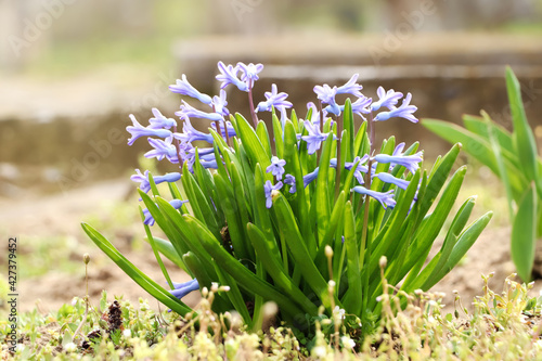 Beautiful hyacinths blooming in field. Early spring flowers