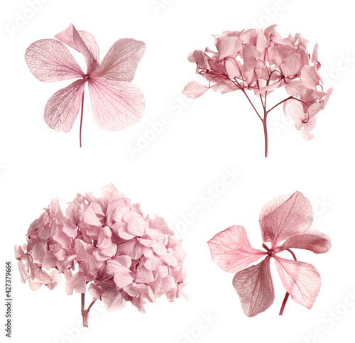Set met mooie droge bloemen op witte achtergrond