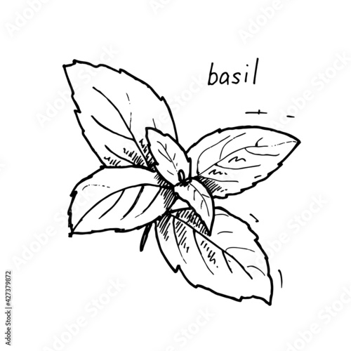a sprig of basil isolated on white background
