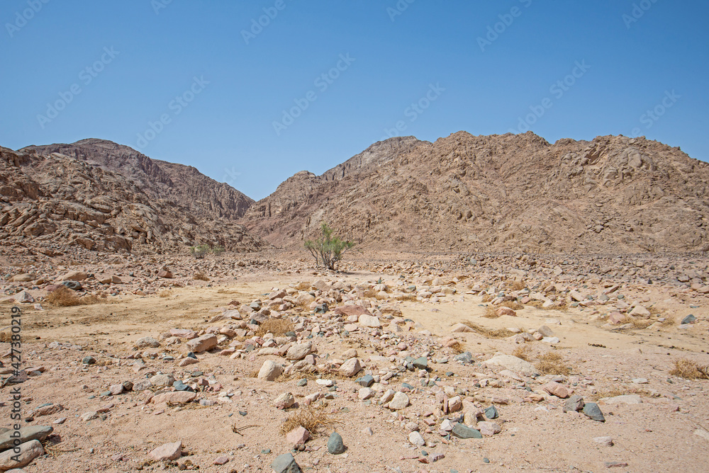 Barren desert landscape in hot climate with acacia tree