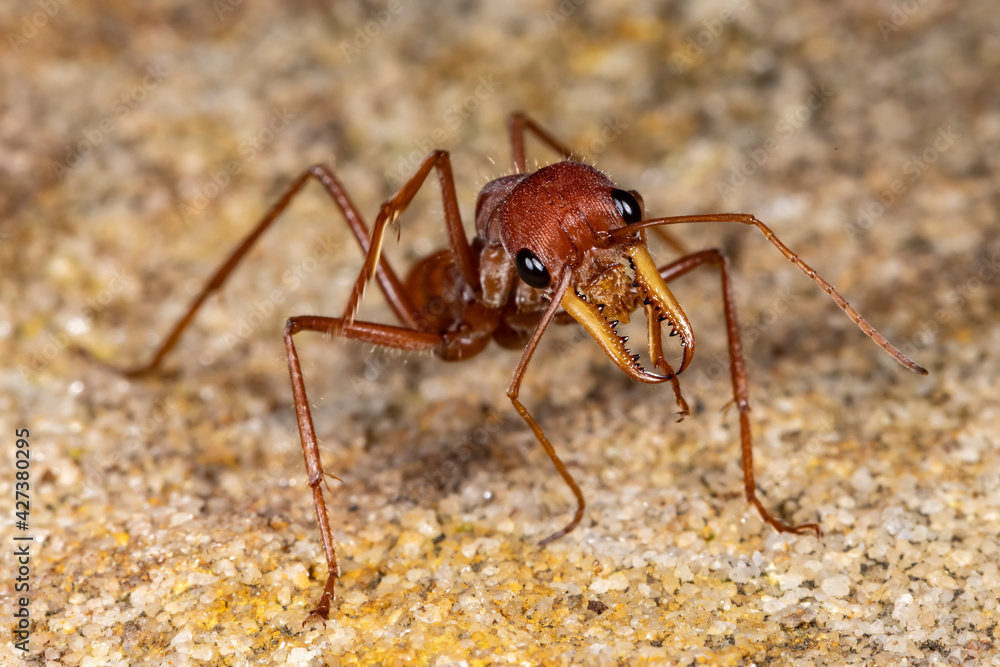 Close up of an Australian Bull Ant Close up of an Australian Bull Ant
