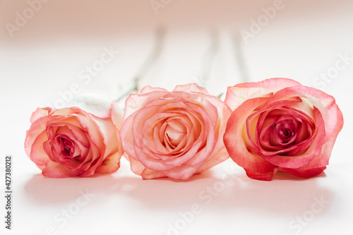 Pink peach rose flowers isolated on light pink background
