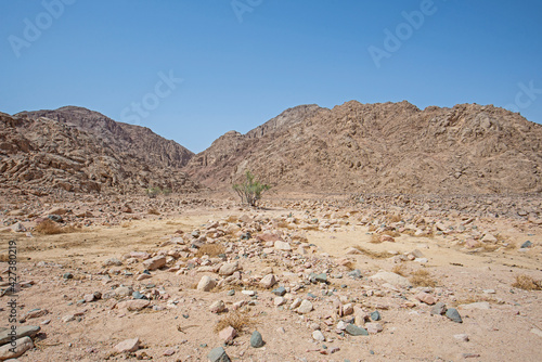 Barren desert landscape in hot climate with acacia tree