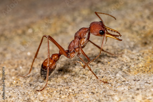 Australian Bull Ant © Ken Griffiths