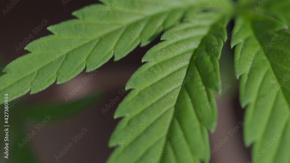 fresh green cannabis leaf medicinal plant fresh green cannabis leaf medicinal plant