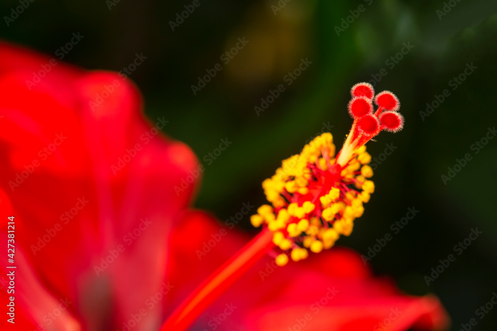 red hibiscus (Hibiscus rosa-sinensis) macro photography. red hibiscus (Hibiscus rosa-sinensis) macro photography.