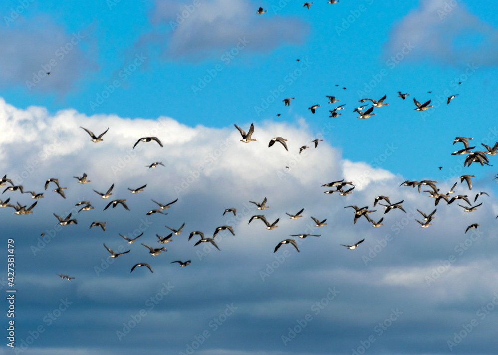 Surprised flock of geese leaving the field during spring / autumn migration, flock of geese in the sky Surprised flock of geese leaving the field during spring / autumn migration, flock of geese in the sky