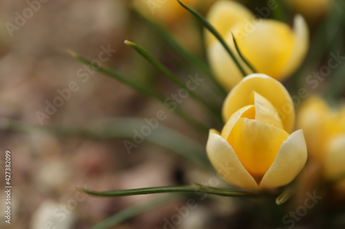 Beautiful yellow crocus flower growing in garden, top view photo