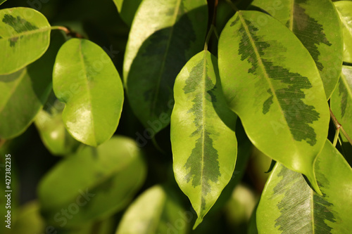 Tropical plant with lush green leaves, closeup
