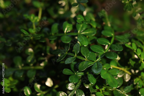 Wallpaper Mural Tropical plant with lush green leaves, closeup Torontodigital.ca
