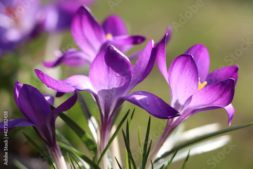 Fresh purple crocus flowers growing on blurred background, closeup