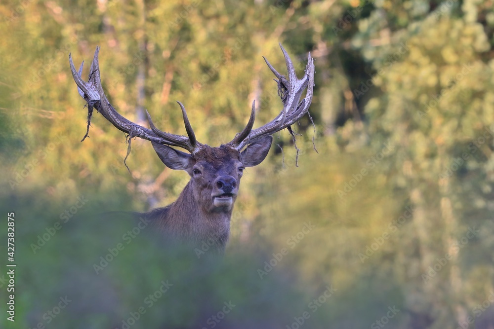 Beautiful portrait of a red deer in the nature habitat. Wildlife scene from european nature. Red deer in the sunset. Cervus elaphus Beautiful portrait of a red deer in the nature habitat. Wildlife scene from european nature. Red deer in the sunset. Cervus elaphus
